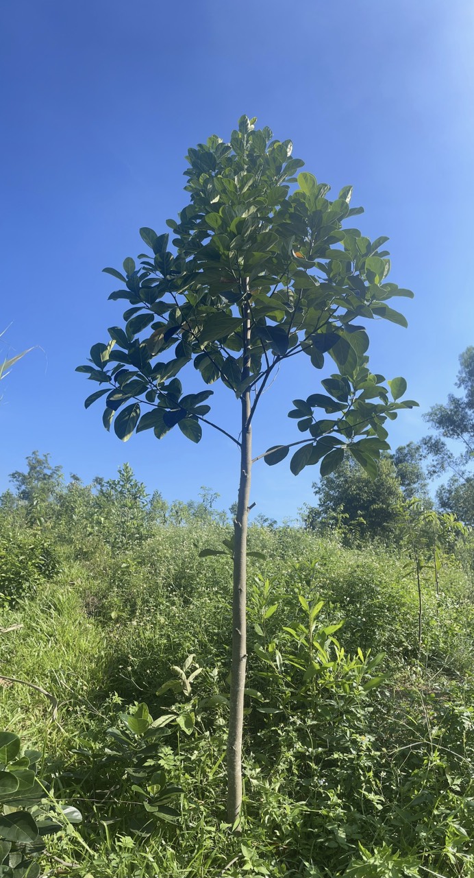 cây trầm hương